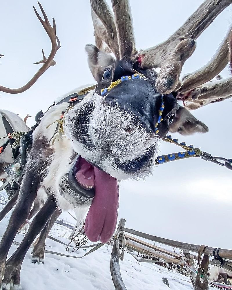 Смешной Северный олень