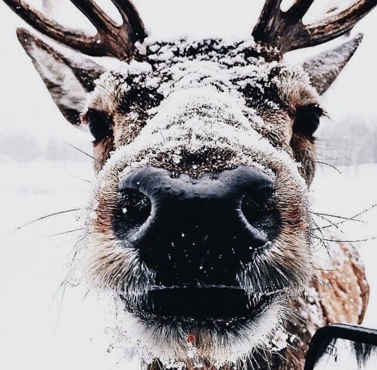 Морда оленя