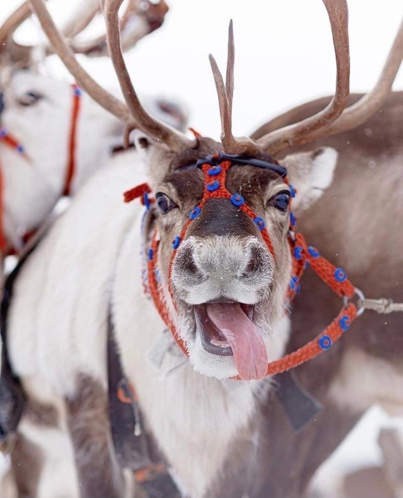 Северный олень в тундре