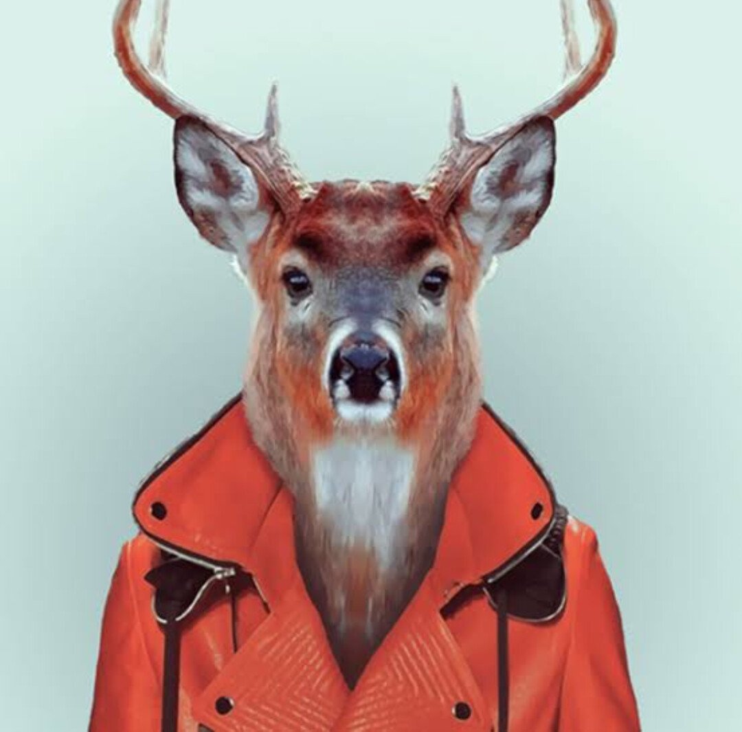 Животные в одежде