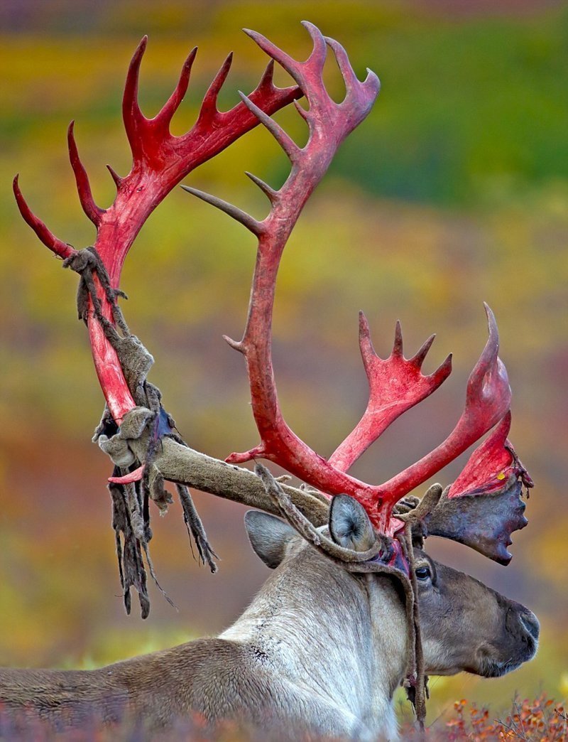 Рога "Северный олень"