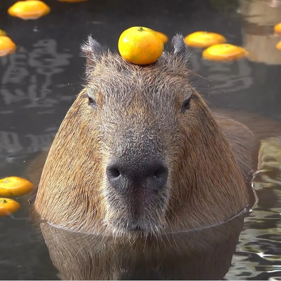 Малая капибара