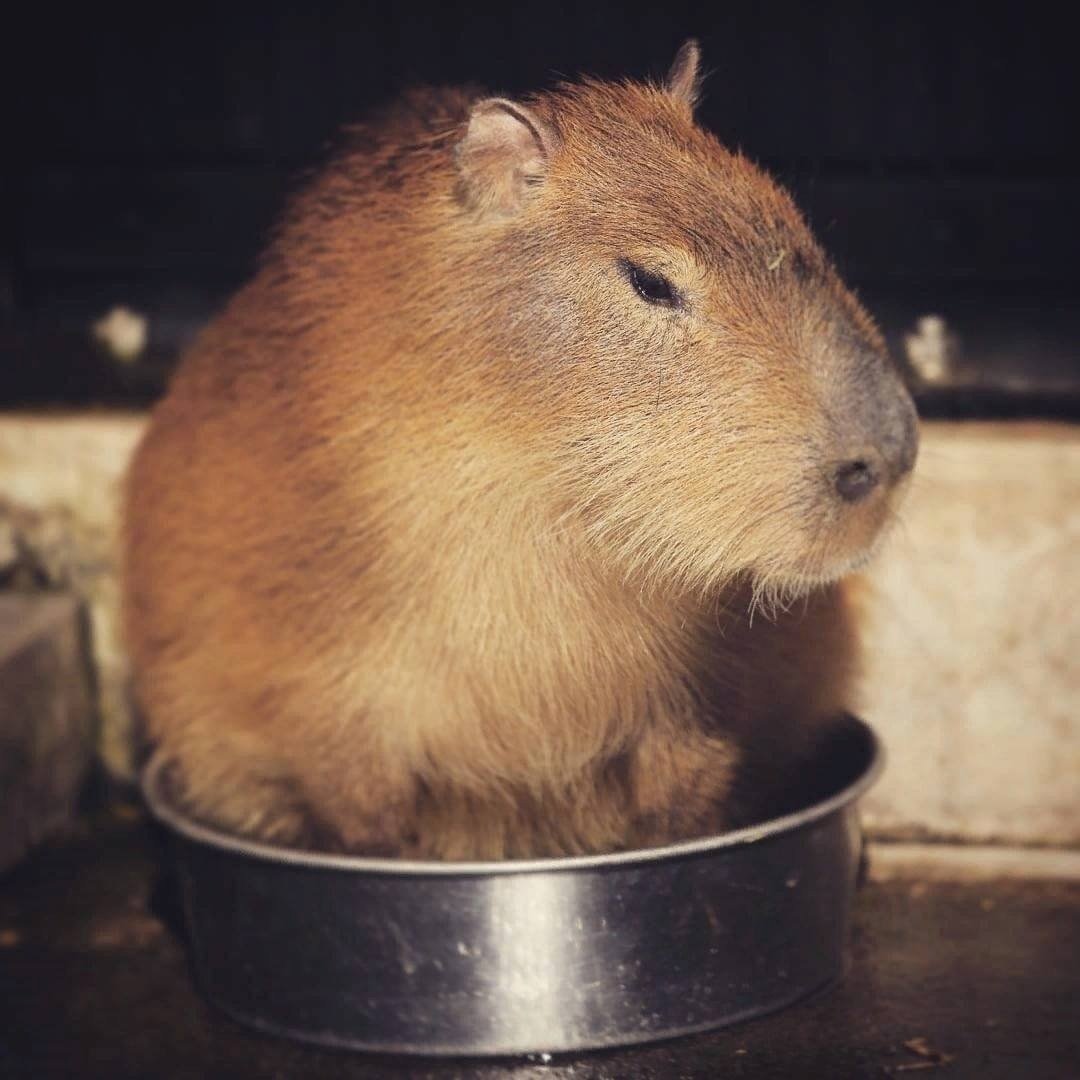 Тамара капибара блоггер