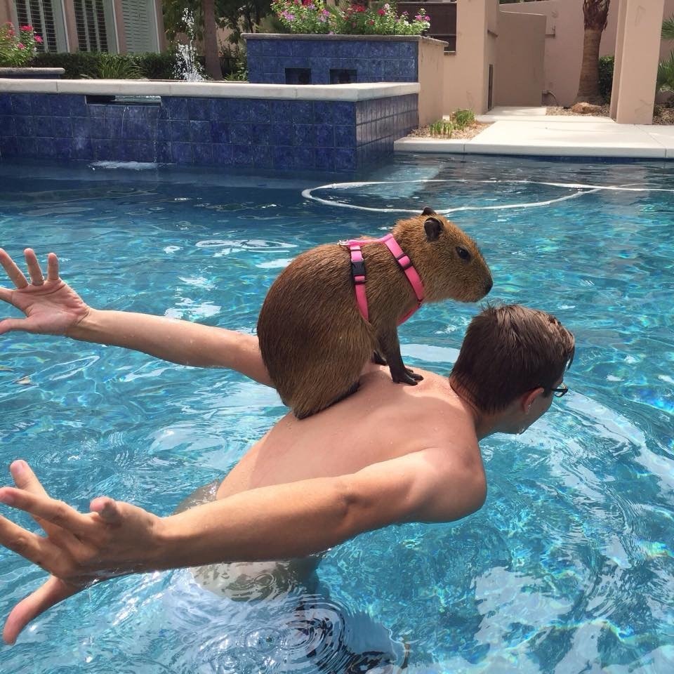 Капибара плавает в бассейне