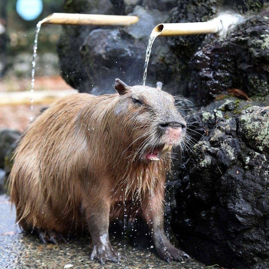 Капибара в Японии