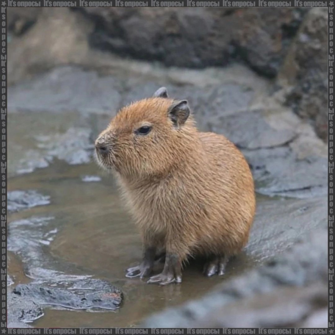 Капибара издалека