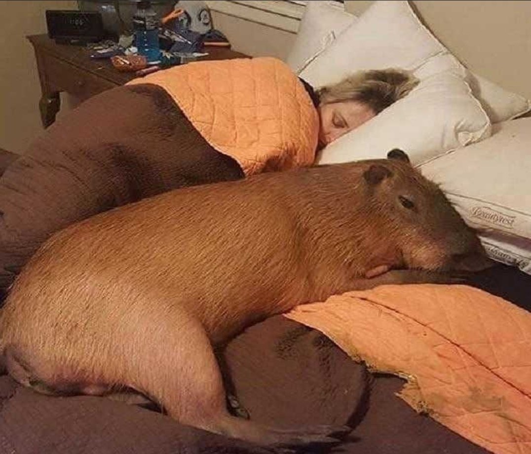 Свинка капибара