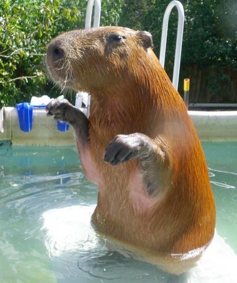 Маленькая капибара