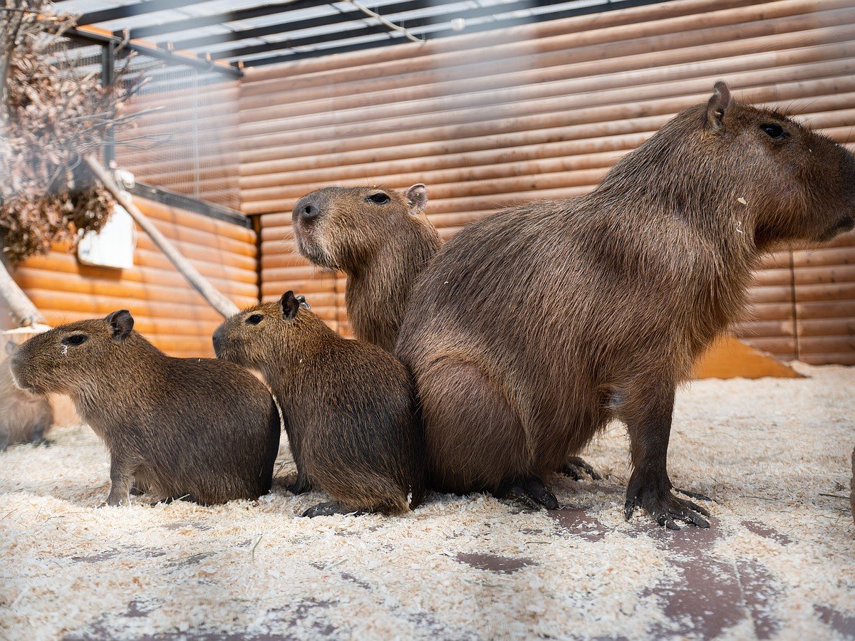 Три капибары