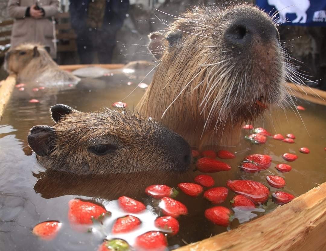 Капибара 4к