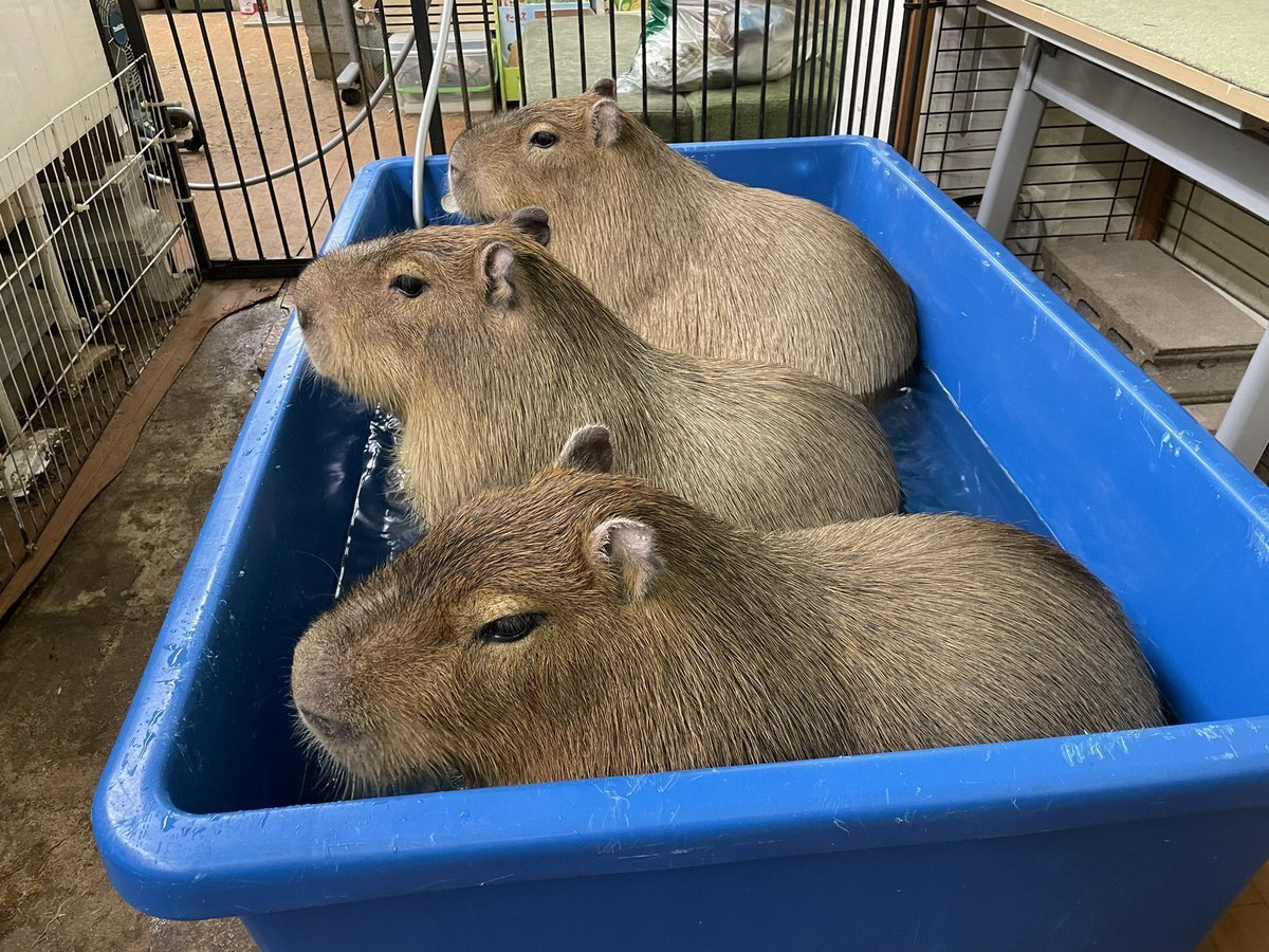 Капибара в бассейне