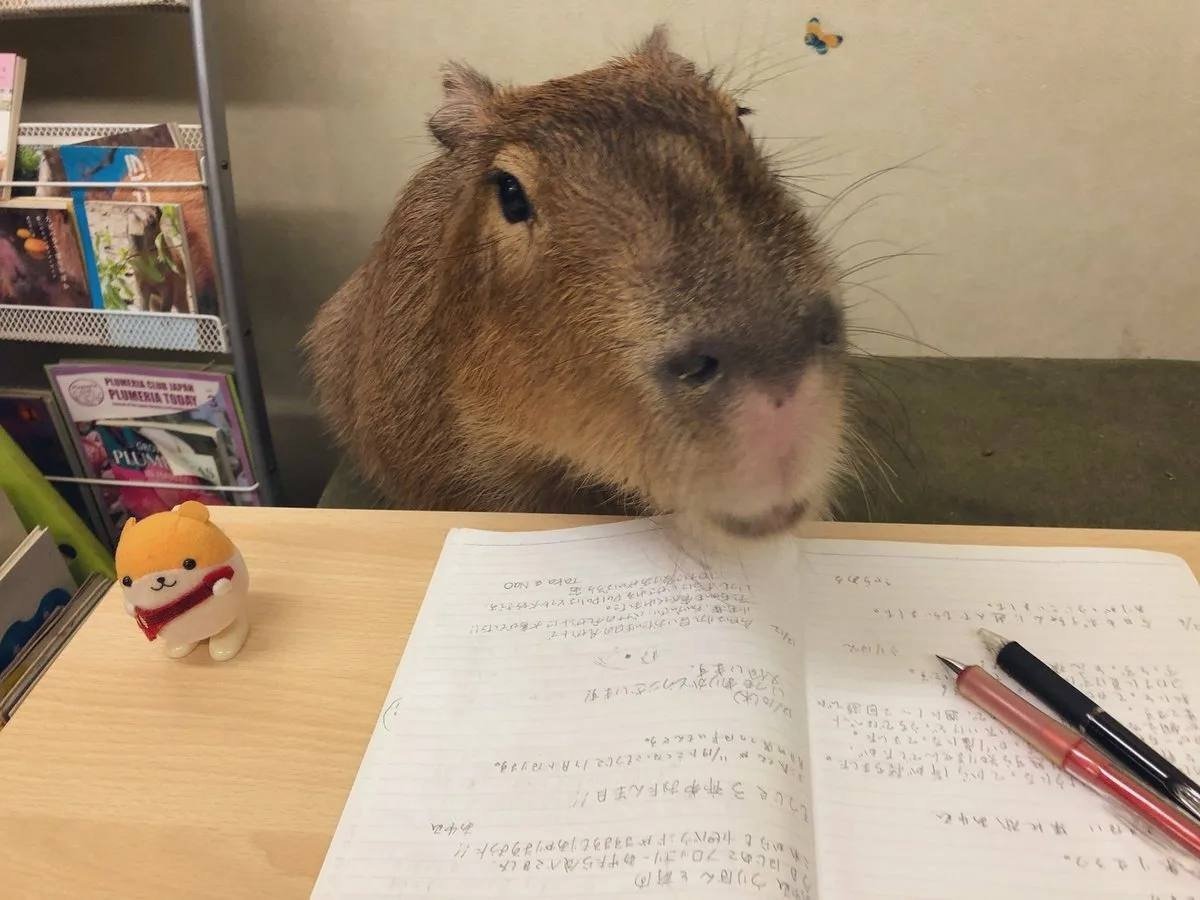 Капибра за компьютером