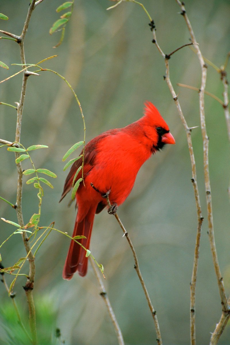 Виргинский Кардинал птица