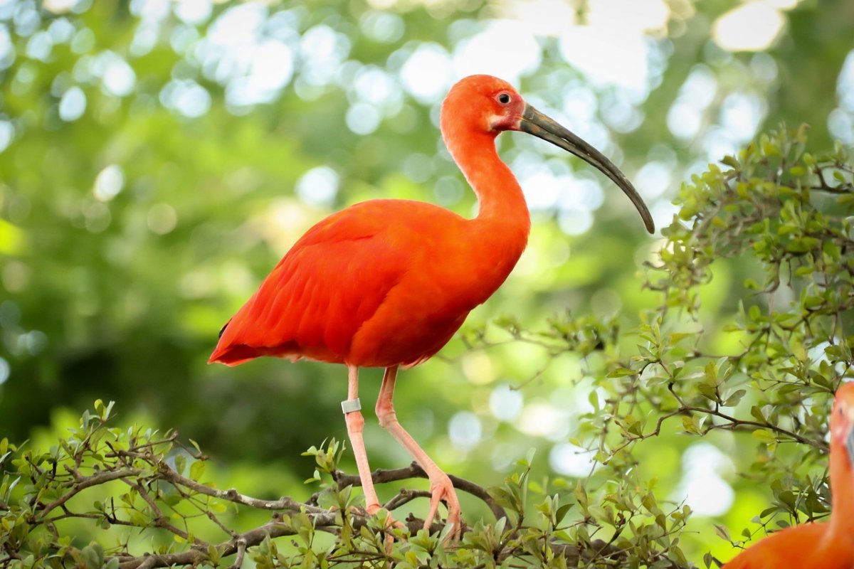 Африканский священный Ибис