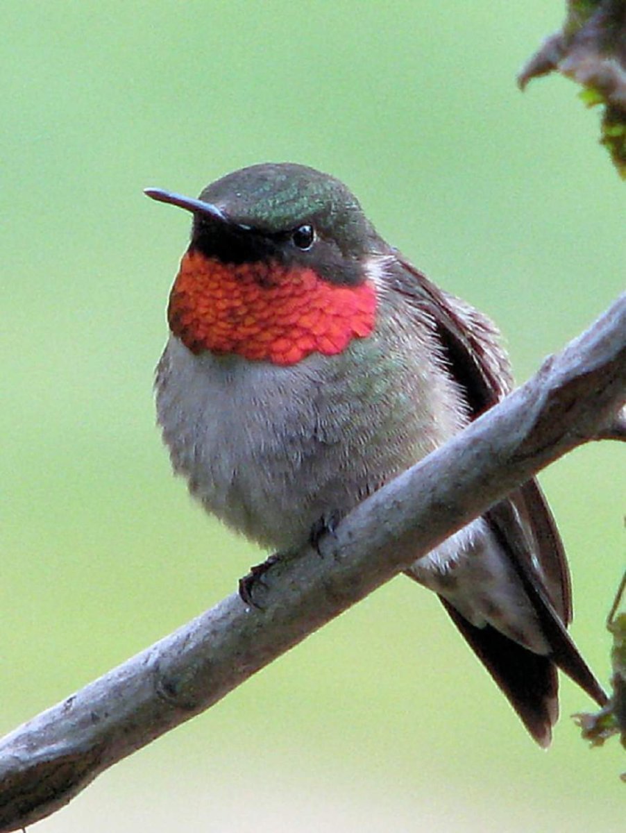 Краснолобая петроика