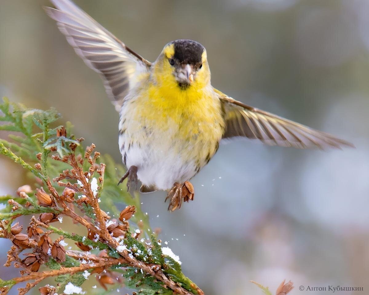 Желтые птички