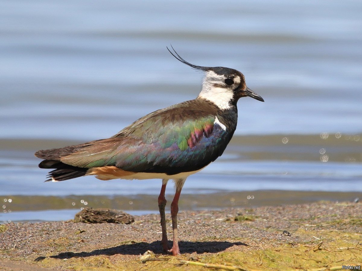 Кулик Чибис