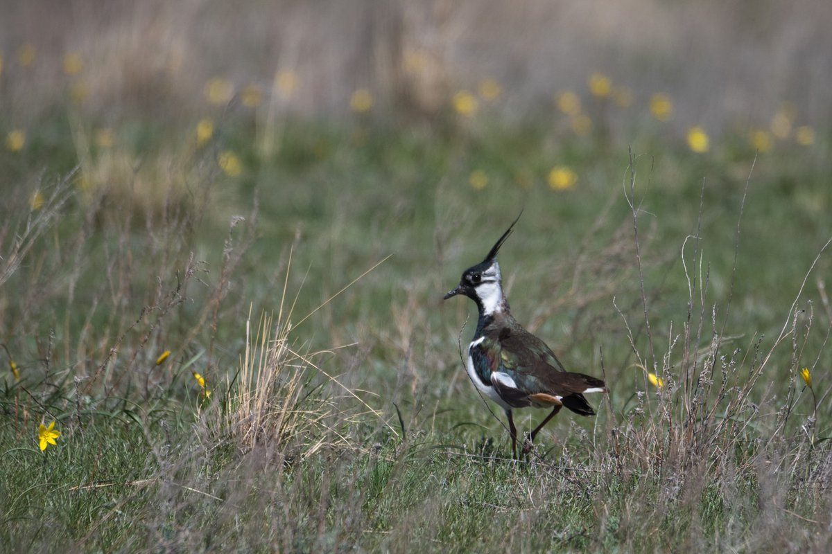Оренбургский заповедник