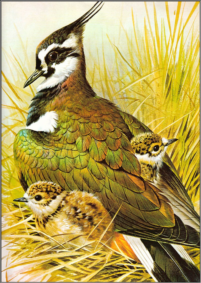 Базиль Эде художник птицы