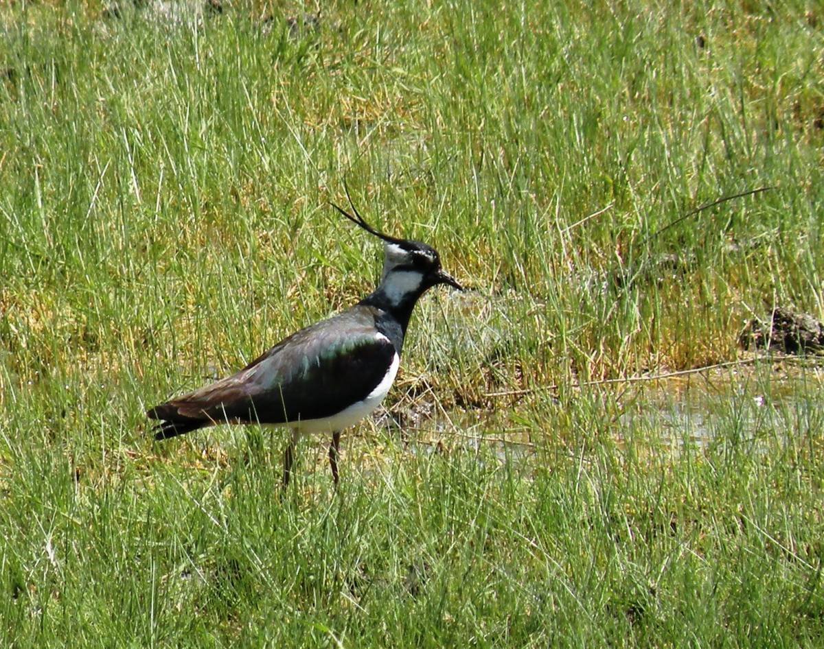 Чибис Забайкальский птица
