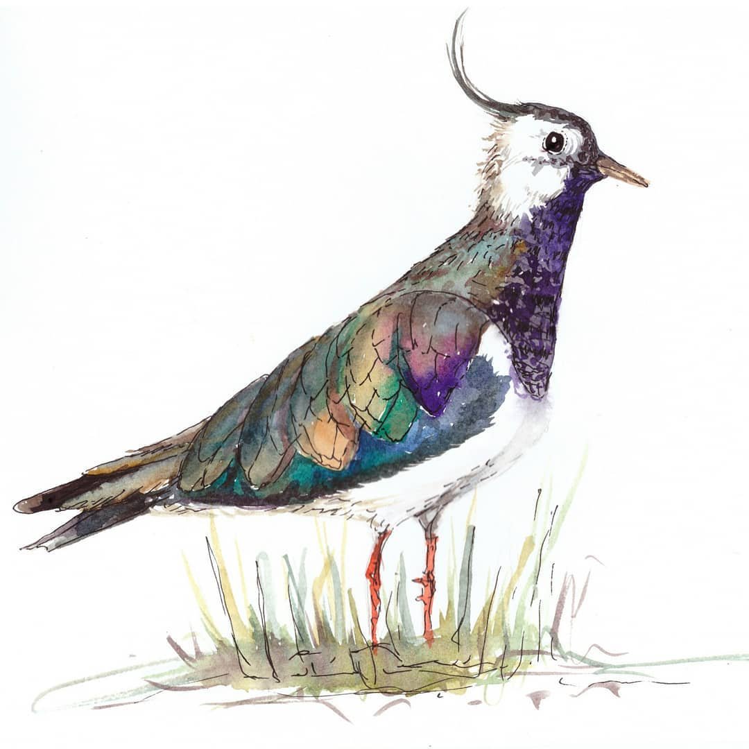 Чибис Романова