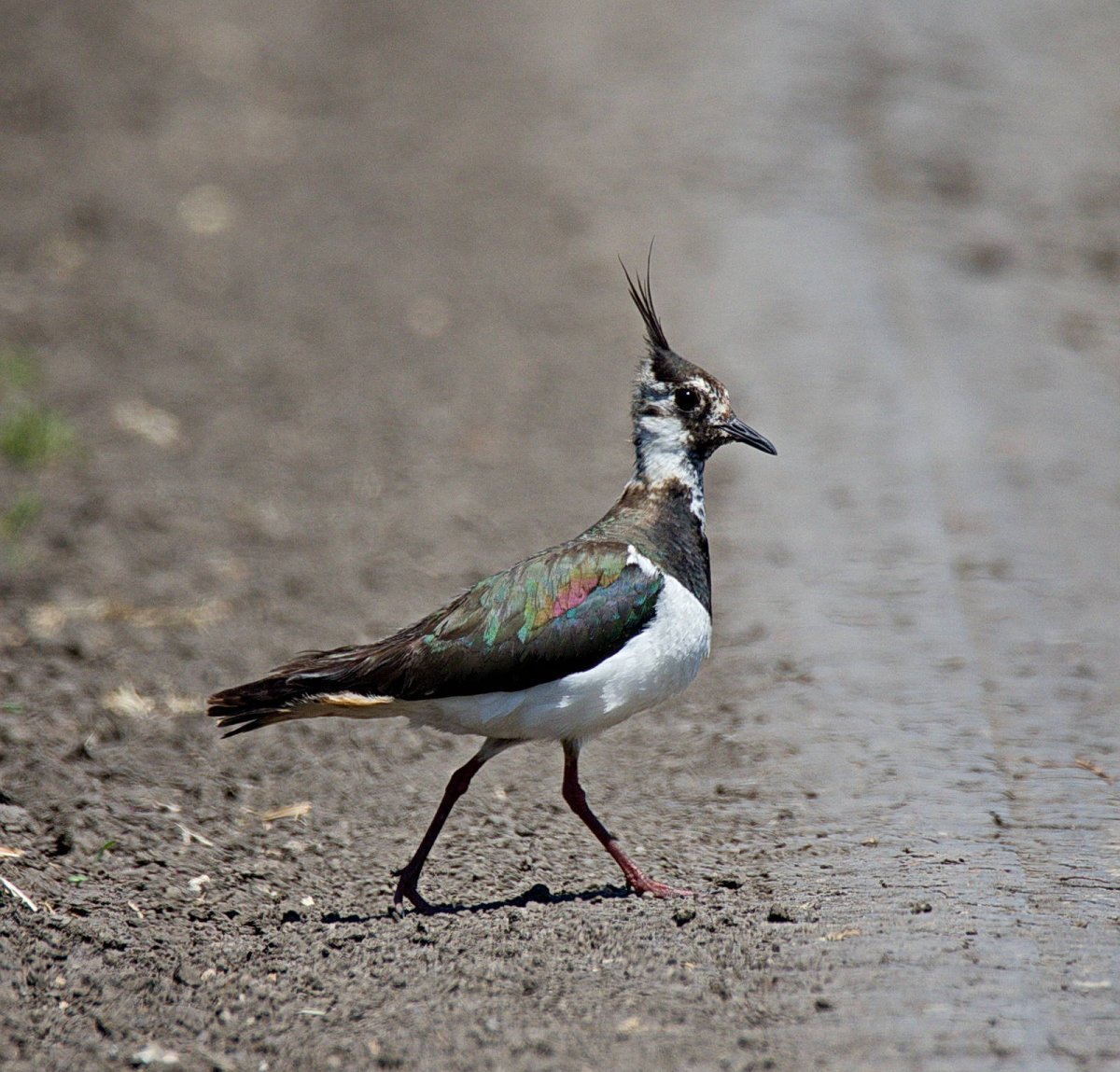 Чибис Болотная птица