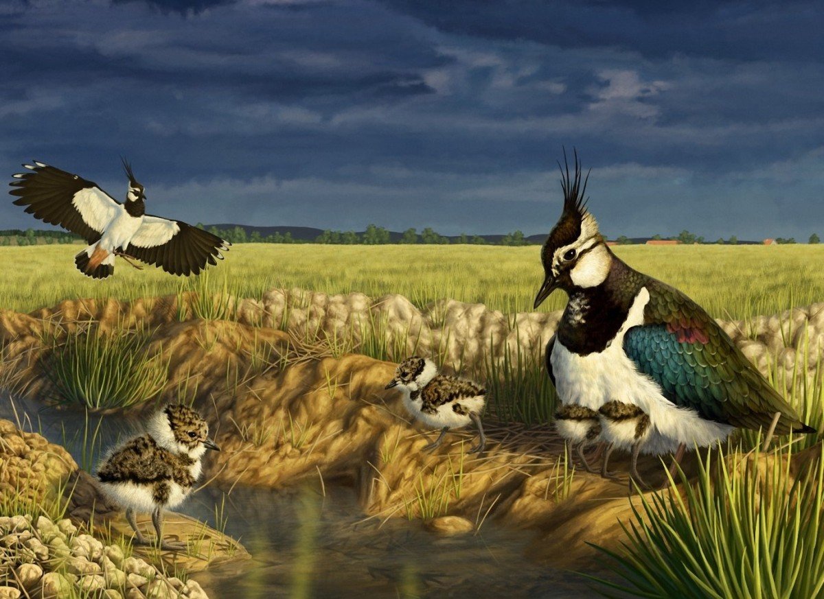 Чибис птица