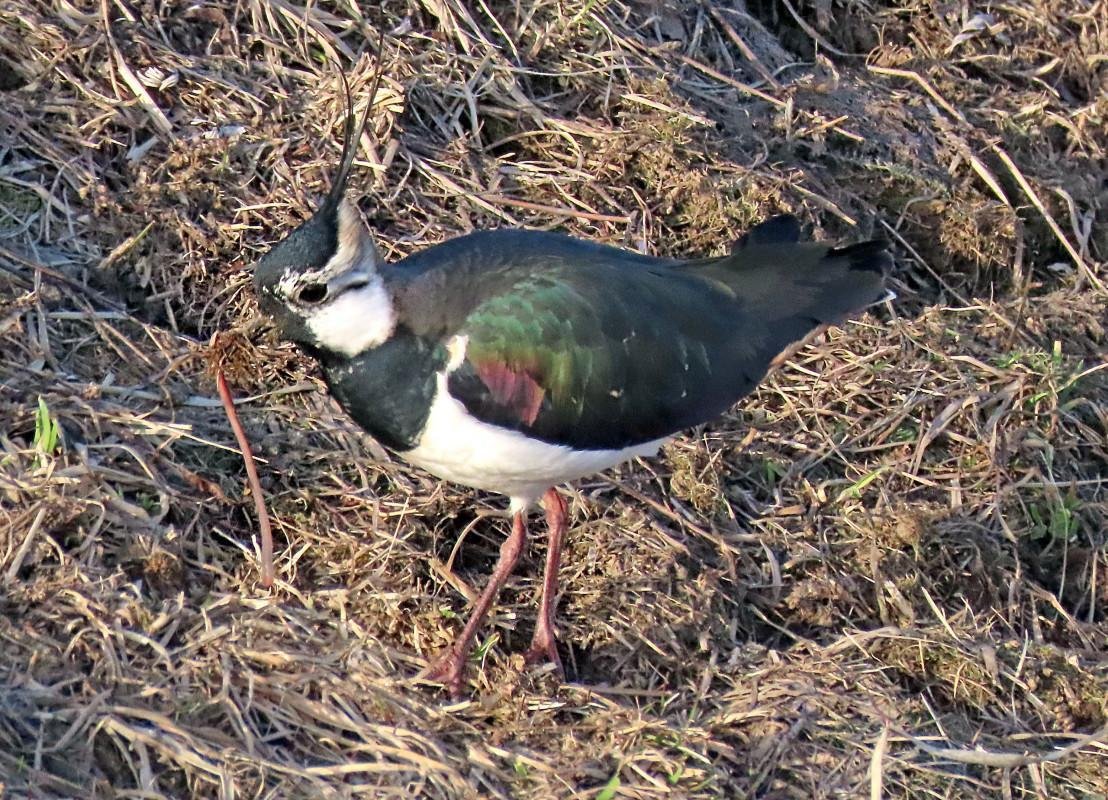 Пузатый Чибис