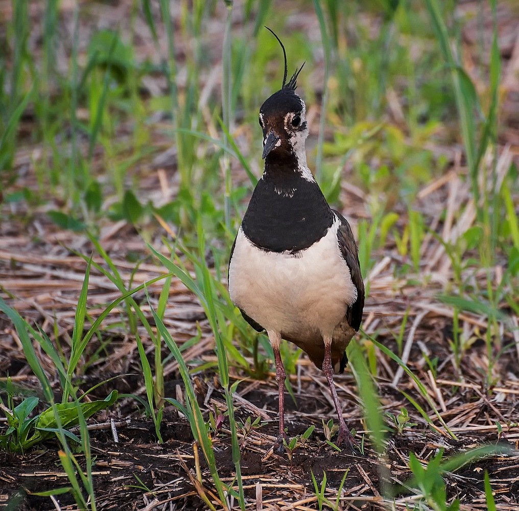 Слеток Чибиса