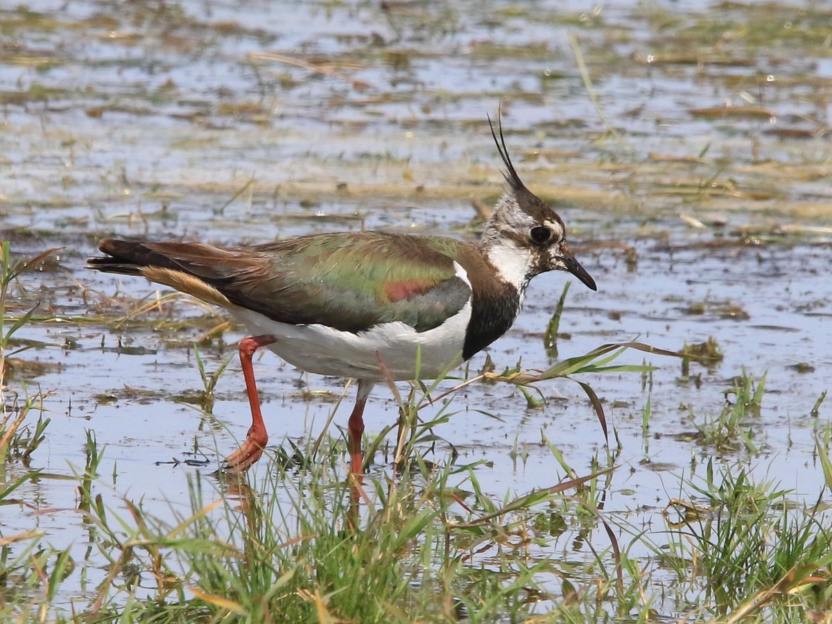 Северный Чибис