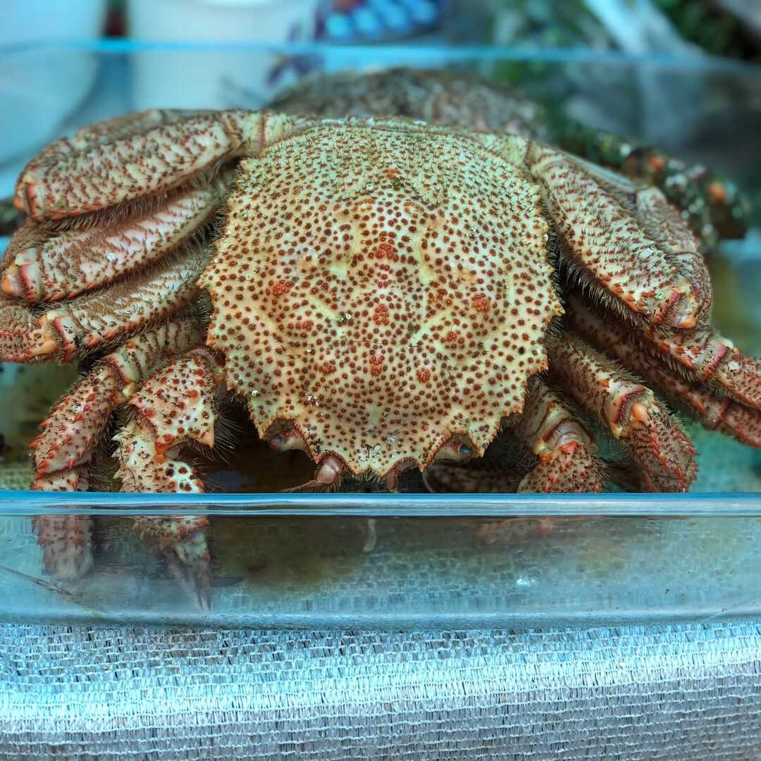 Краб калорийный или нет