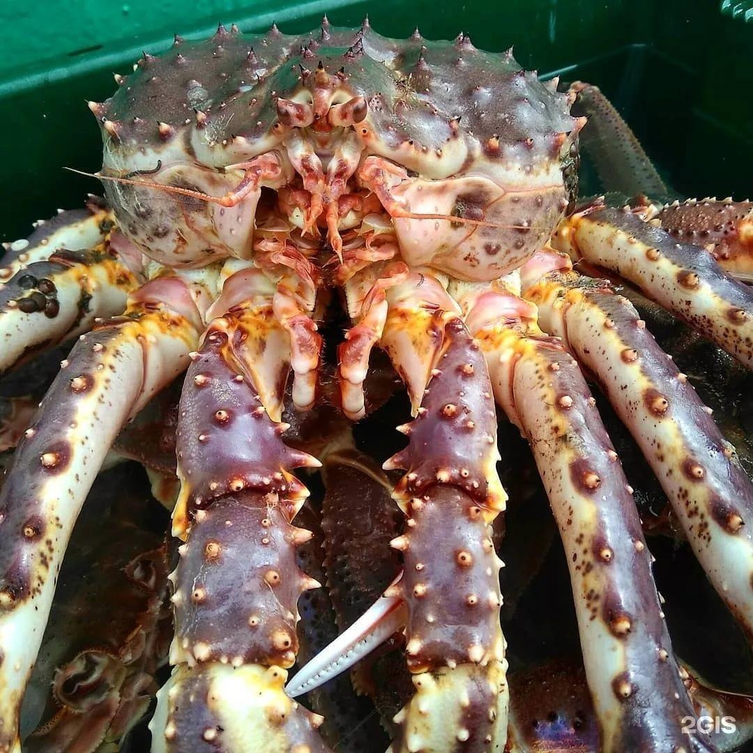 Камчатский краб в Мурманске