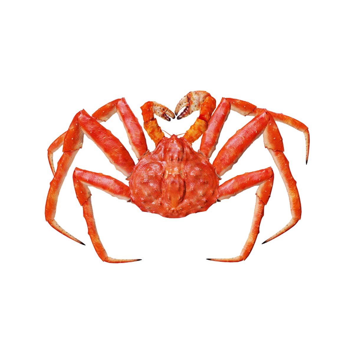 Строение Камчатского краба