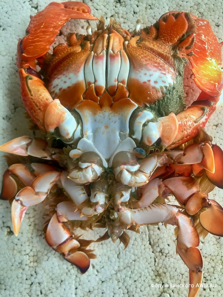 Краб травянка Черноморский