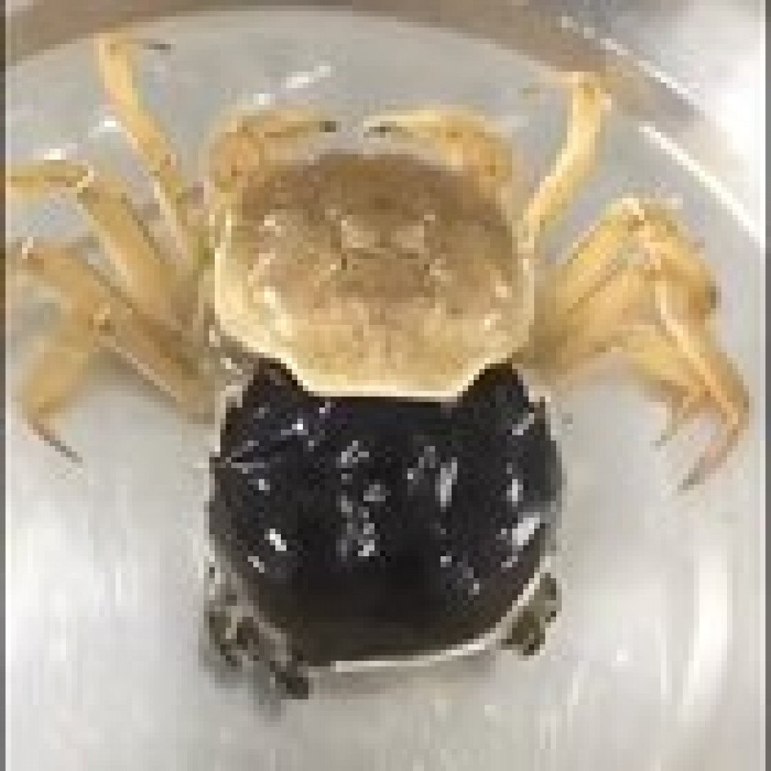 Краб полинял