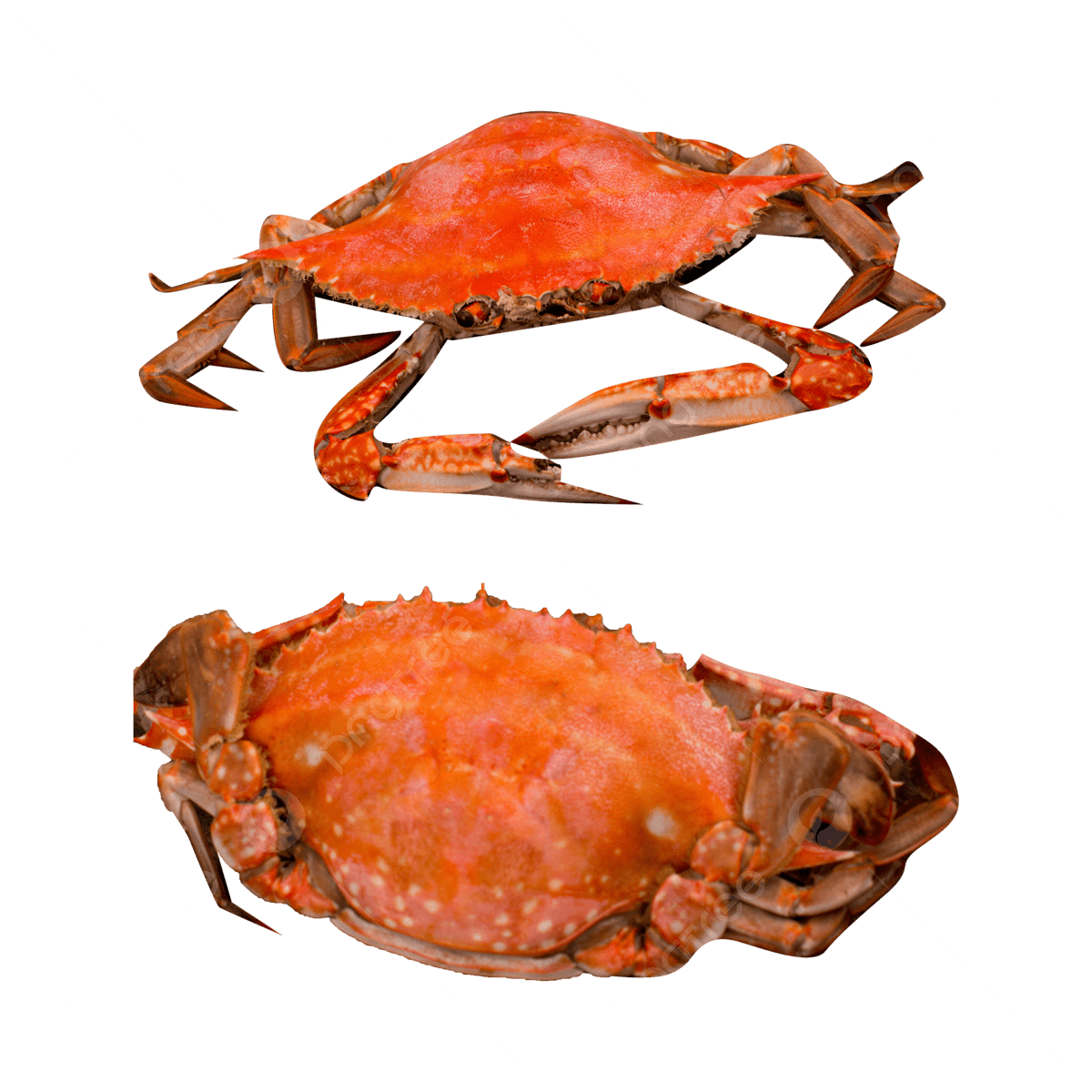 Коричневый краб