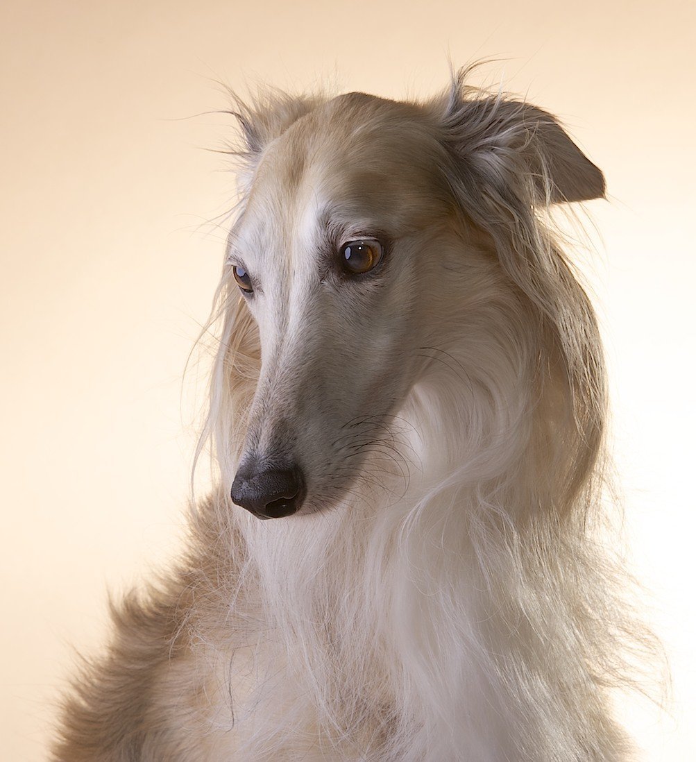 Салюки борзая длинношерстная