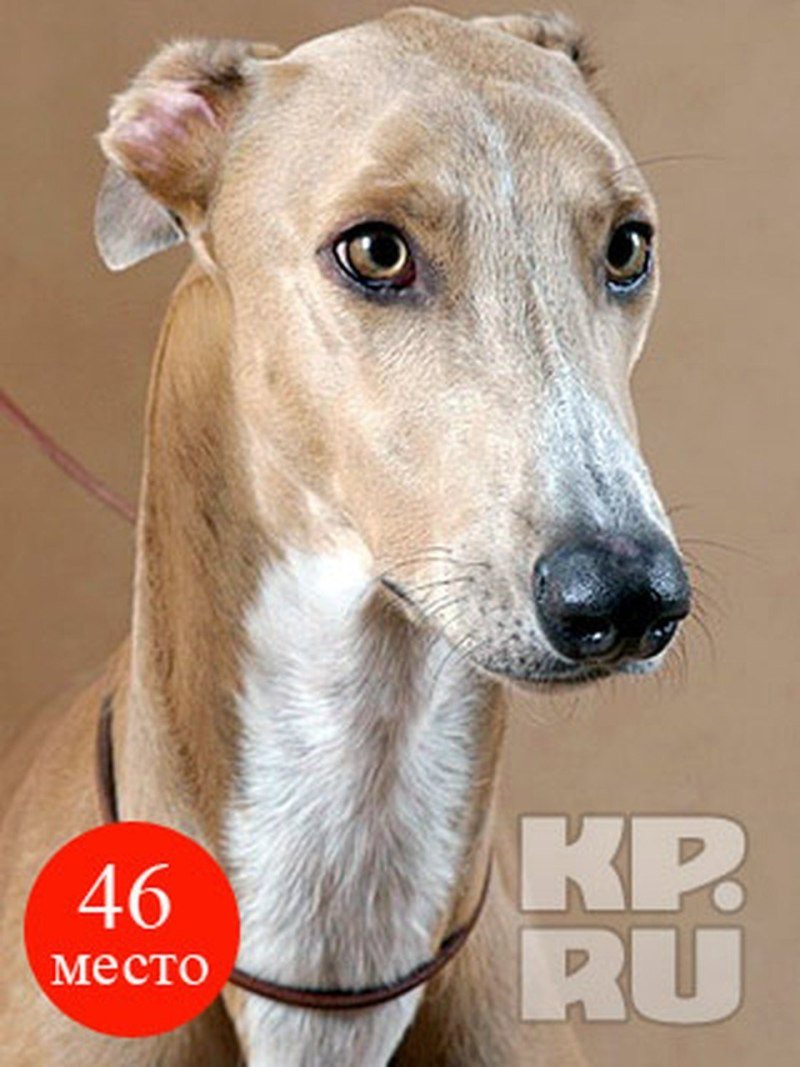 Борзая Грейхаунд