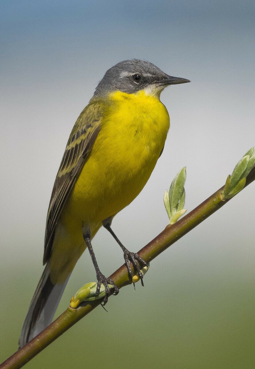 Желтая трясогузка