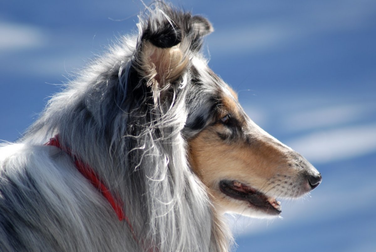 Шотландская колли