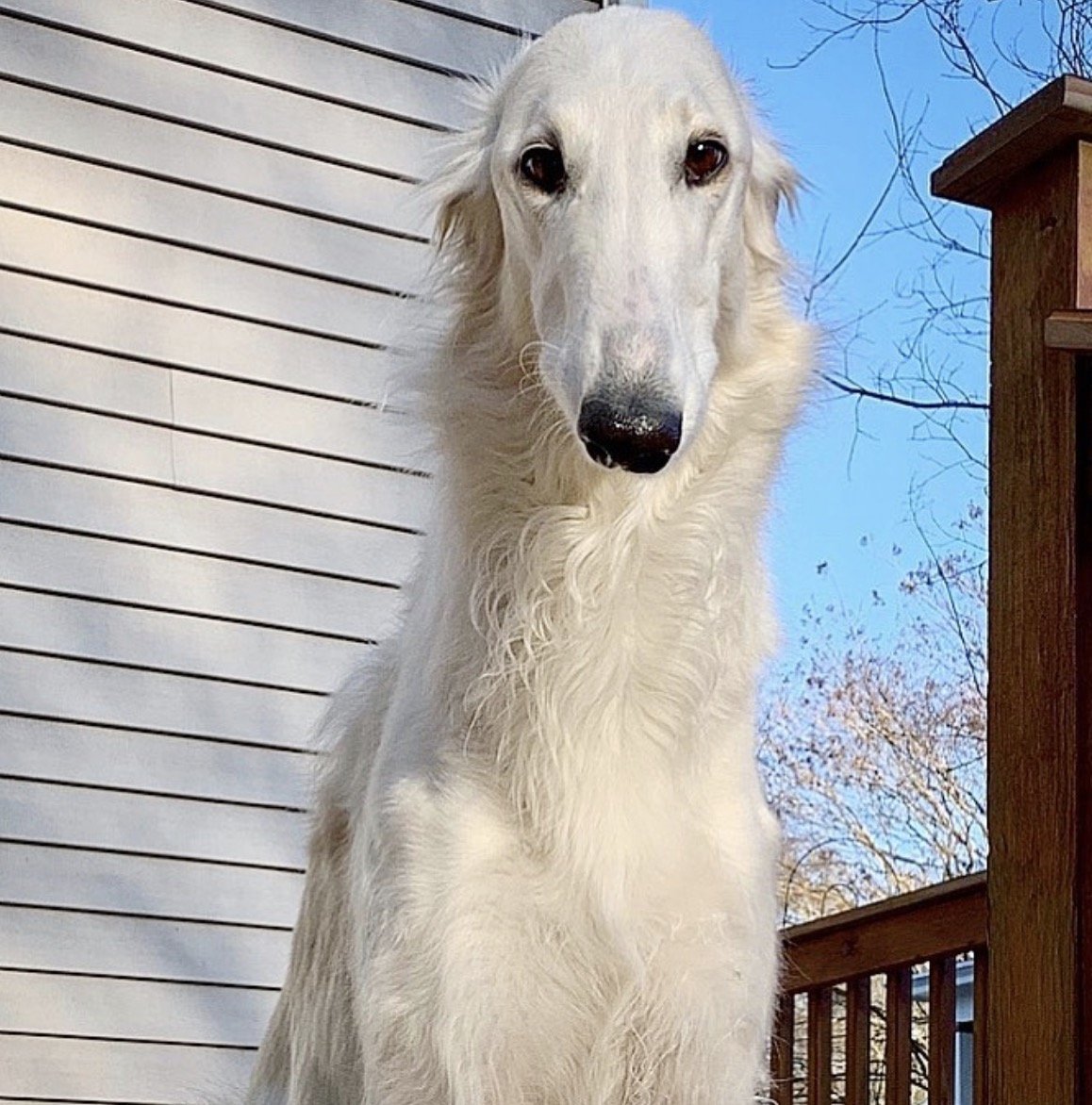 Борзая Эрис щенок