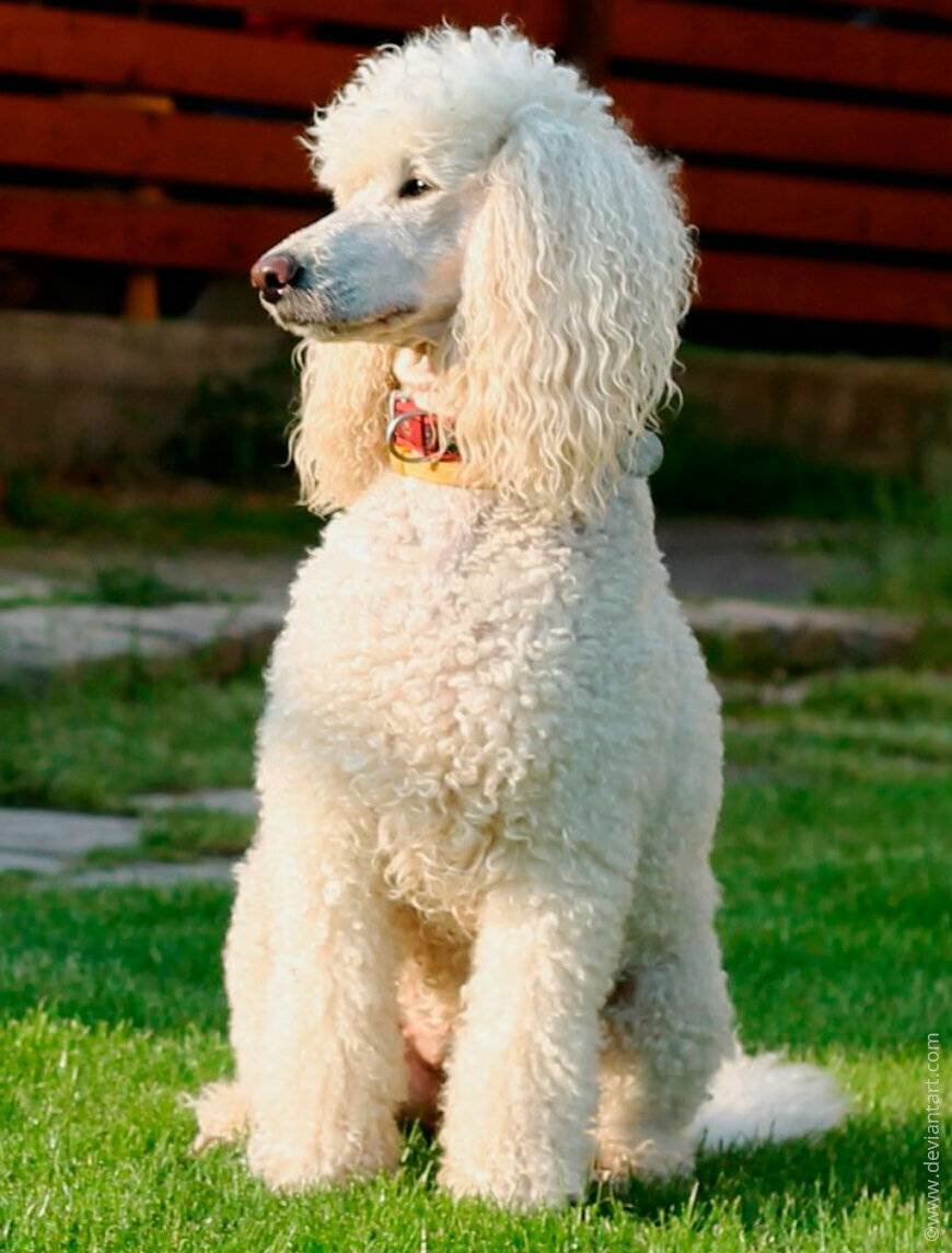 Королевский пудель