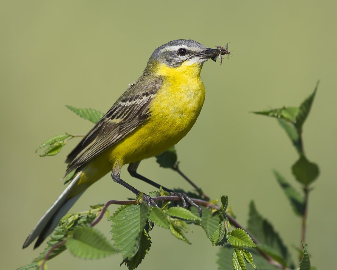 Чиж желтобрюхий