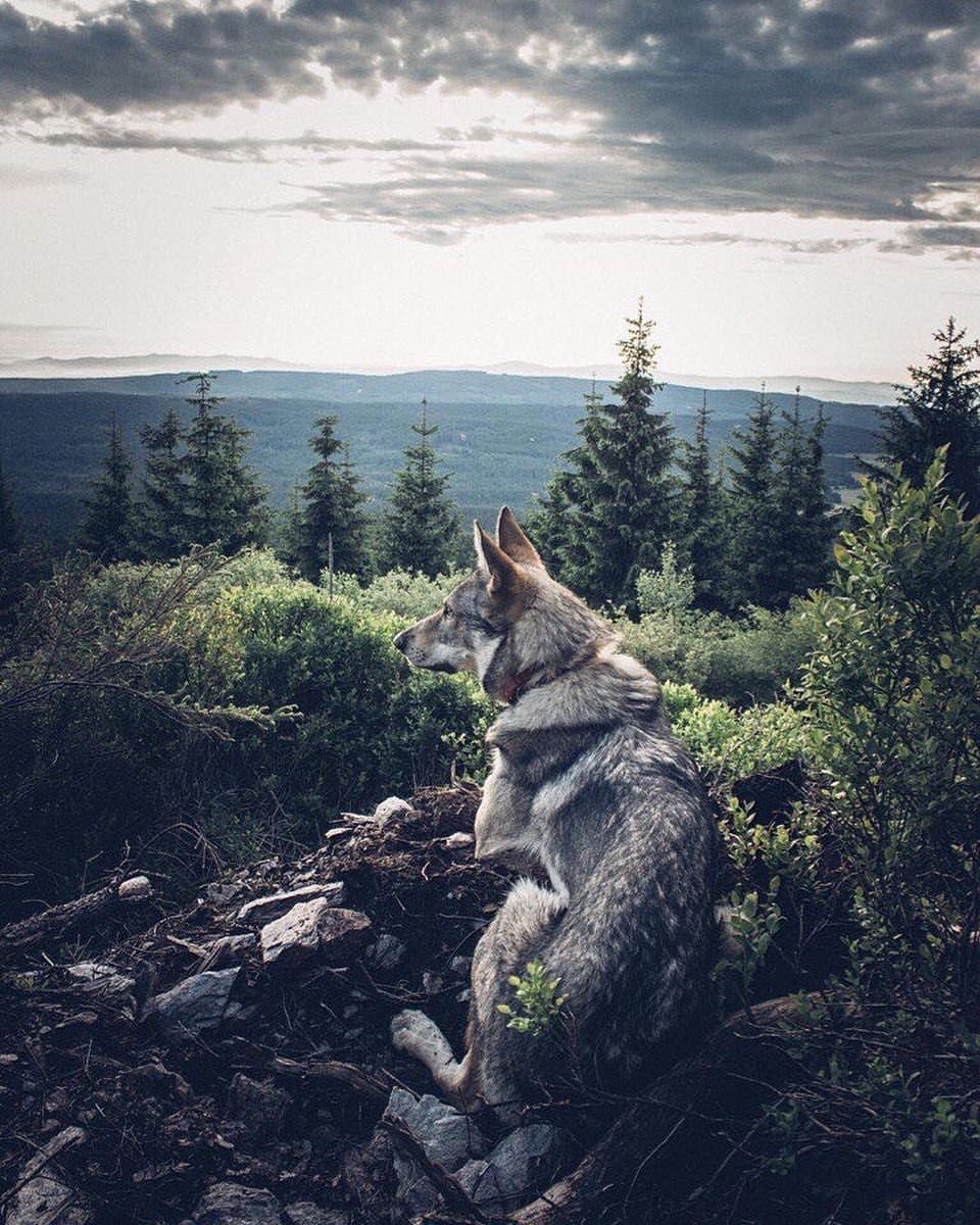 Эстетичные волки