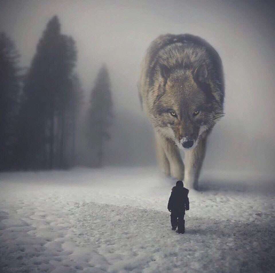 Одинокий волк