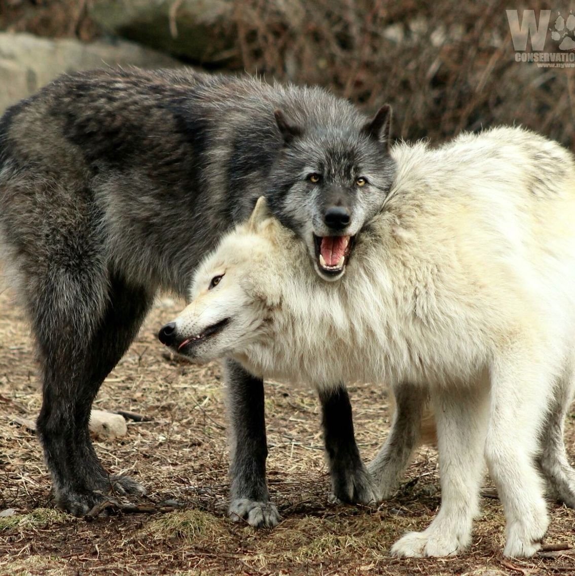 Самый крупный волк