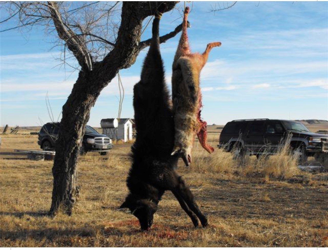 Полярный волк вес 120 кг