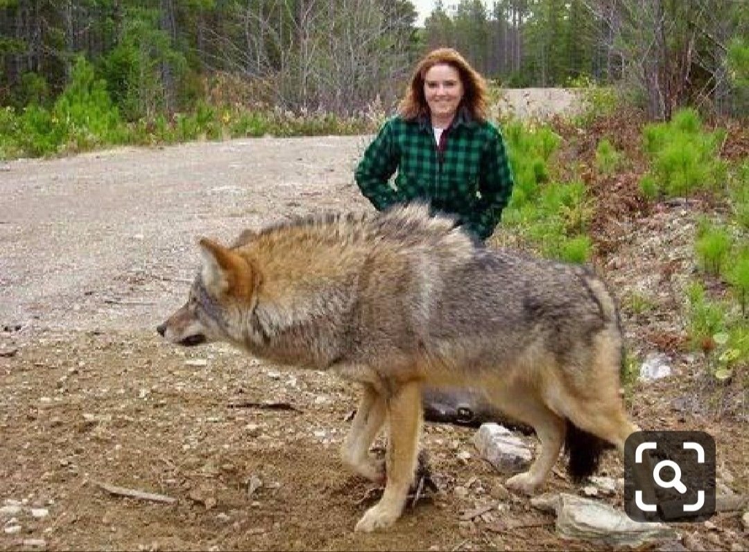 Волкособ и немецкая овчарка