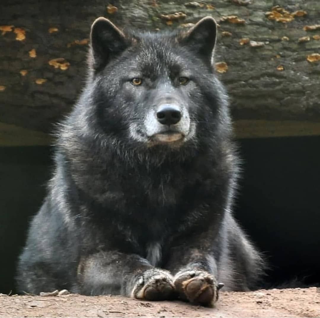 Черный волк морда