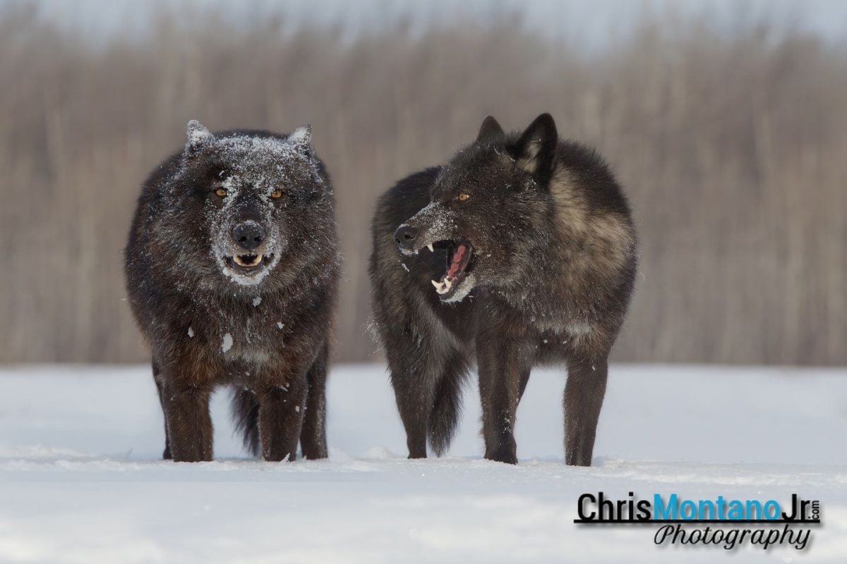 Черный канадский волк Акелла